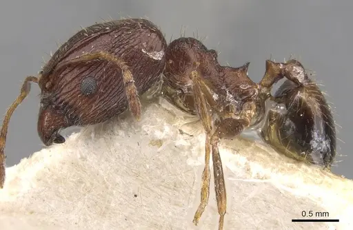 Pheidole indica specimen CASENT0907901 image casent0907901_3