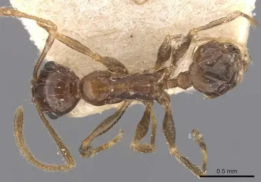 Pheidole indica specimen CASENT0907902 image casent0907902_1