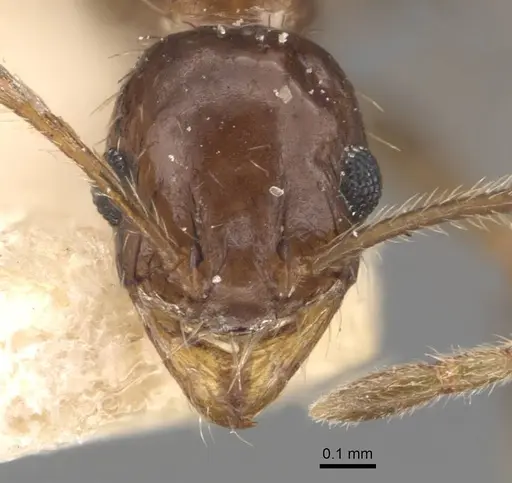 Pheidole indica specimen CASENT0907902 image casent0907902_2