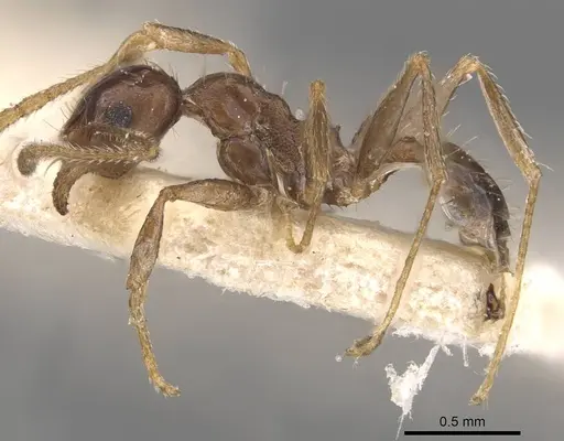 Pheidole indica specimen CASENT0907902 image casent0907902_3