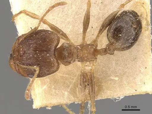 Pheidole indica specimen CASENT0907915 image casent0907915_1