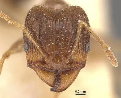 Pheidole indica specimen CASENT0907915 image casent0907915_2