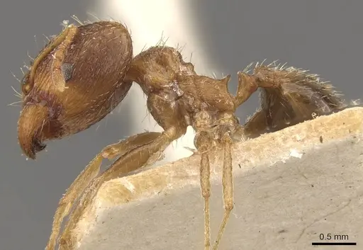 Pheidole indica specimen CASENT0907915 image casent0907915_3