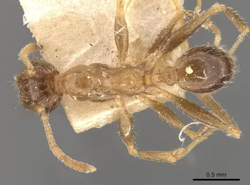 Pheidole indica specimen CASENT0907916 image casent0907916_1