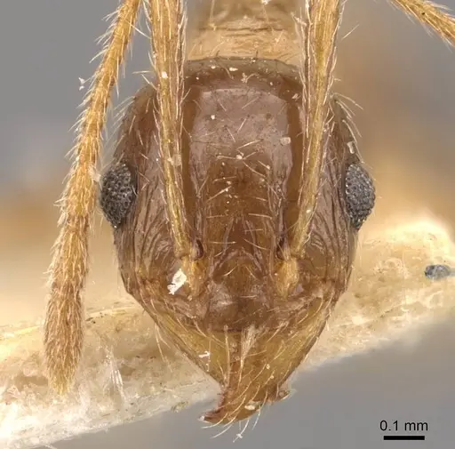 Pheidole indica specimen CASENT0907916 image casent0907916_2