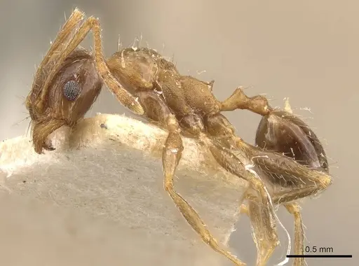 Pheidole indica specimen CASENT0907916 image casent0907916_3