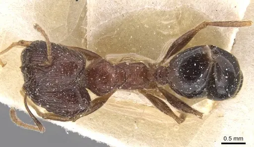 Pheidole indica specimen CASENT0913458 image casent0913458_1