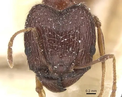 Pheidole indica specimen CASENT0913458 image casent0913458_2