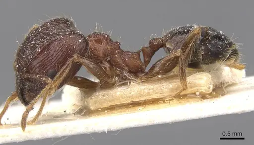 Pheidole indica specimen CASENT0913458 image casent0913458_3