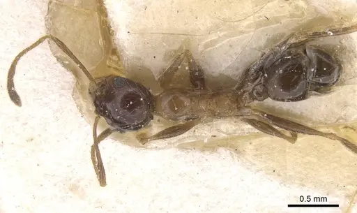 Pheidole indica specimen CASENT0913459 image casent0913459_1