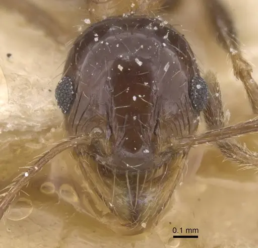 Pheidole indica specimen CASENT0913459 image casent0913459_2