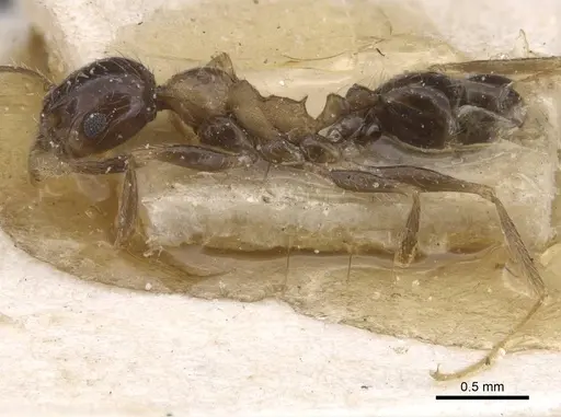 Pheidole indica specimen CASENT0913459 image casent0913459_3