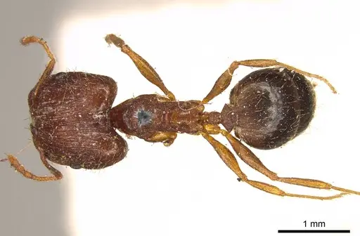 Pheidole indica specimen CASENT0916047 image casent0916047_1
