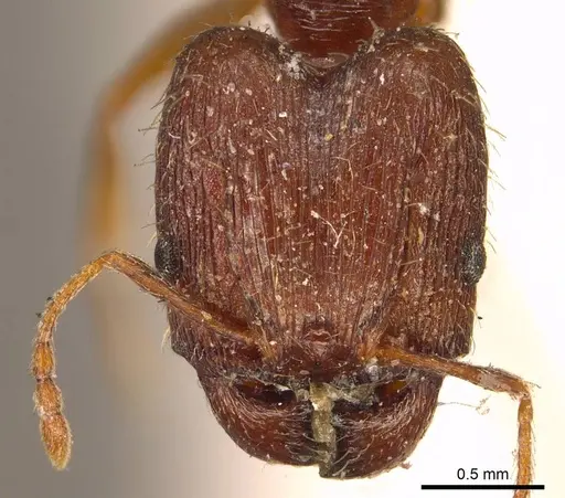 Pheidole indica specimen CASENT0916047 image casent0916047_2