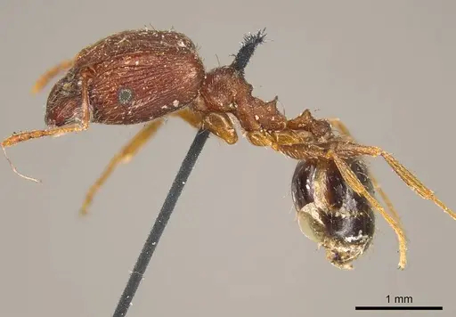 Pheidole indica specimen CASENT0916047 image casent0916047_3