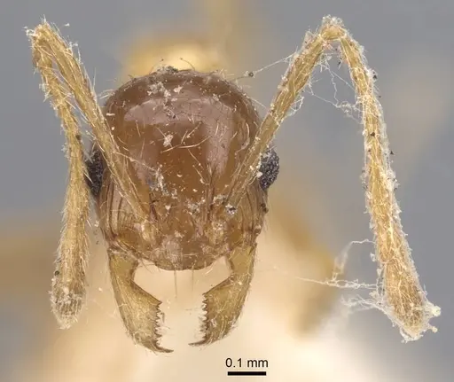 Pheidole indica specimen CASENT0916963 image casent0916963_2