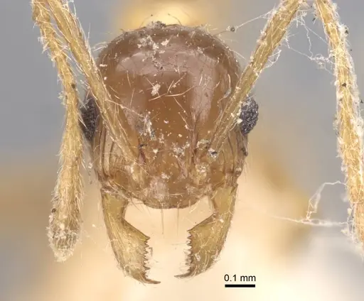 Pheidole indica specimen CASENT0916963 image casent0916963_3