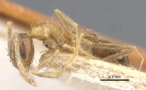 Pheidole indica specimen CASENT0916963 image casent0916963_4