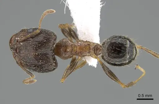 Pheidole indica specimen CASENT0922284 image casent0922284_1