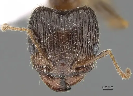 Pheidole indica specimen CASENT0922284 image casent0922284_2
