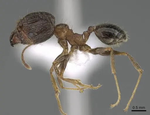 Pheidole indica specimen CASENT0922284 image casent0922284_3