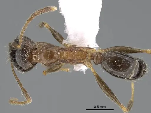 Pheidole indica specimen CASENT0922285 image casent0922285_1