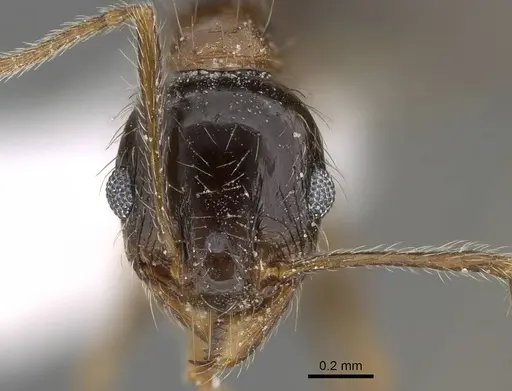 Pheidole indica specimen CASENT0922285 image casent0922285_2
