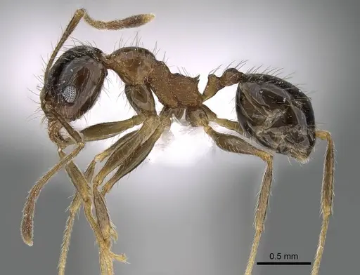 Pheidole indica specimen CASENT0922285 image casent0922285_3