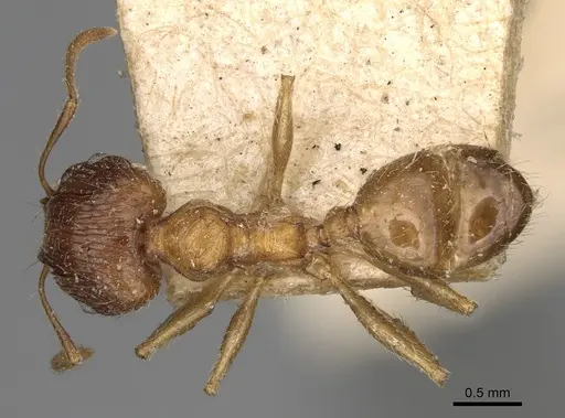 Pheidole indica specimen CASENT0923204 image casent0923204_1
