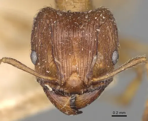 Pheidole indica specimen CASENT0923204 image casent0923204_2