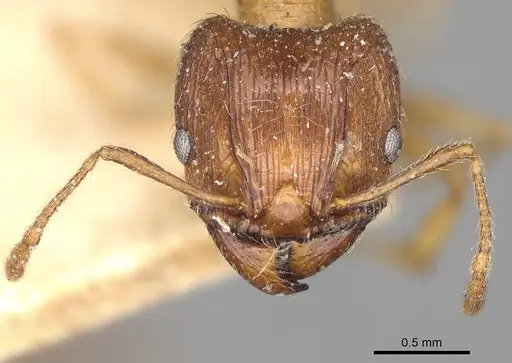 Pheidole indica specimen CASENT0923204 image casent0923204_3