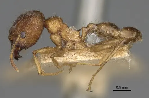 Pheidole indica specimen CASENT0923204 image casent0923204_4
