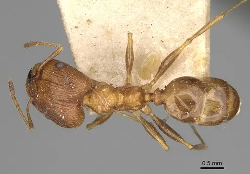 Pheidole indica specimen CASENT0923205 image casent0923205_1