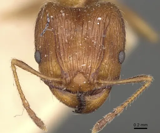 Pheidole indica specimen CASENT0923205 image casent0923205_2