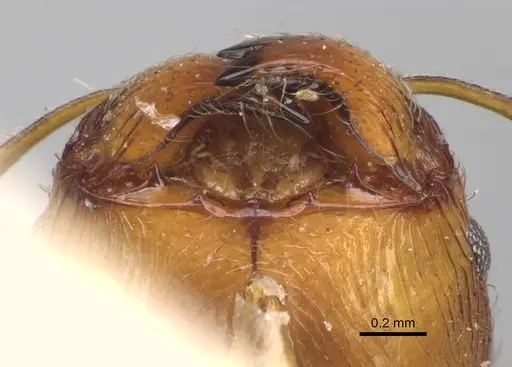 Pheidole indica specimen CASENT0923205 image casent0923205_3