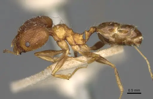 Pheidole indica specimen CASENT0923205 image casent0923205_4
