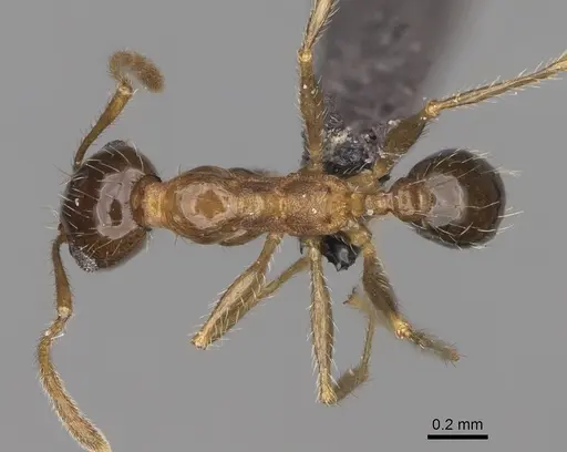 Pheidole indica specimen CASENT0923269 image casent0923269_1