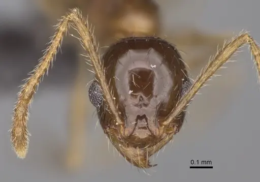 Pheidole indica specimen CASENT0923269 image casent0923269_2