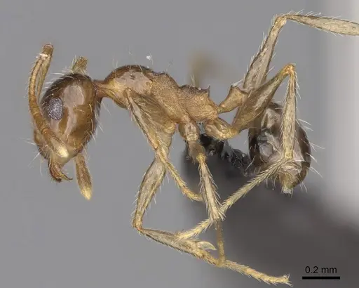 Pheidole indica specimen CASENT0923269 image casent0923269_3