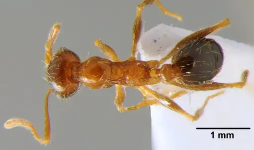 Pheidole indica specimen CFH000039 image cfh000039_1