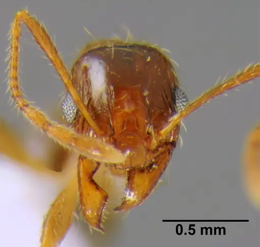Pheidole indica specimen CFH000039 image cfh000039_2