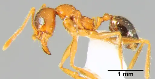 Pheidole indica specimen CFH000039 image cfh000039_3