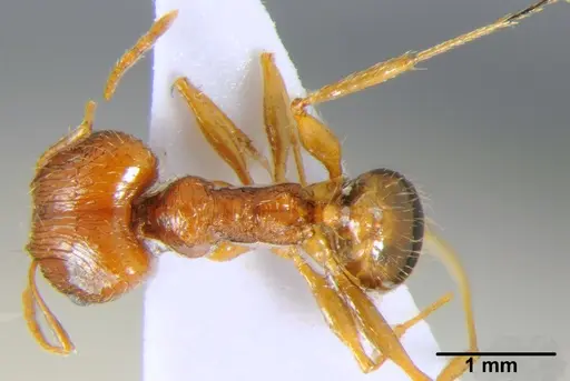 Pheidole indica specimen CFH000047 image cfh000047_1