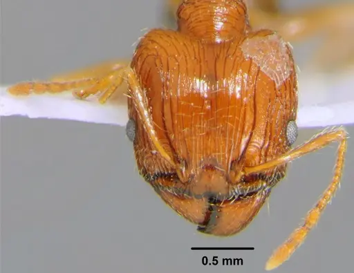 Pheidole indica specimen CFH000047 image cfh000047_2
