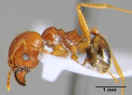 Pheidole indica specimen CFH000047 image cfh000047_3
