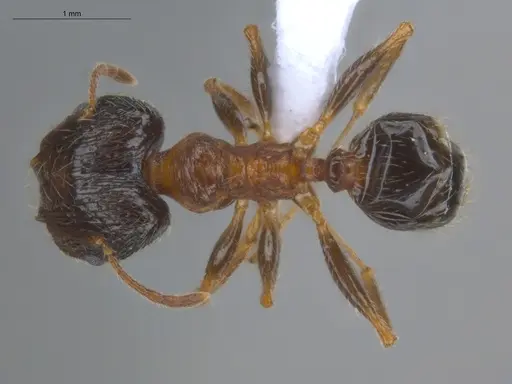 Pheidole indica specimen ECOFOG-BOUM-0155-01-S image ecofog-boum-0155-01-s_1