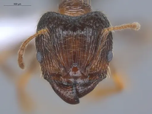 Pheidole indica specimen ECOFOG-BOUM-0155-01-S image ecofog-boum-0155-01-s_2