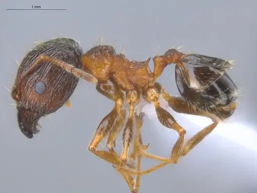 Pheidole indica specimen ECOFOG-BOUM-0155-01-S image ecofog-boum-0155-01-s_3