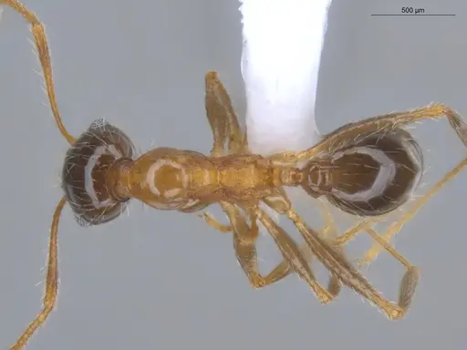 Pheidole indica specimen ECOFOG-BOUM-0155-01 image ecofog-boum-0155-01_1