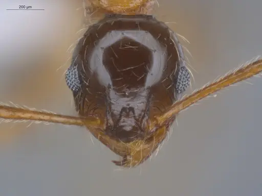 Pheidole indica specimen ECOFOG-BOUM-0155-01 image ecofog-boum-0155-01_2